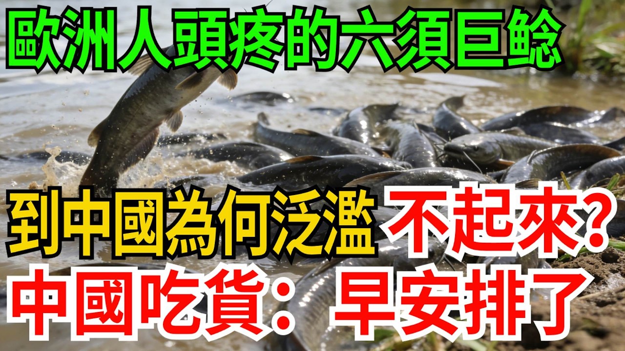 歐洲人頭疼的“六須巨鲶”，到中國為何根本泛濫不起來？中國吃貨：我們早就安排上了【觀勢經緯】#科普#世界之最 #出類拔萃 #top10##歐洲巨鲶 #河中巨怪 #物種入侵 #生態平衡 #長江禁漁