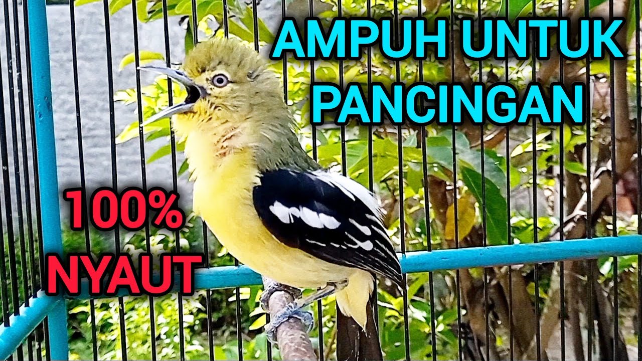 SIRTU GACOR PANDAI MEMANCING LAWAN BIKIN SIRTU CEPAT BUNYI