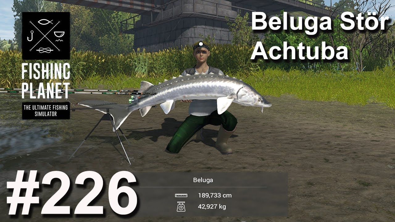 Beluga Stör an der Achtuba 🎣🐋| Fishing Planet #226 | Deutsch | UnderwaterFrank