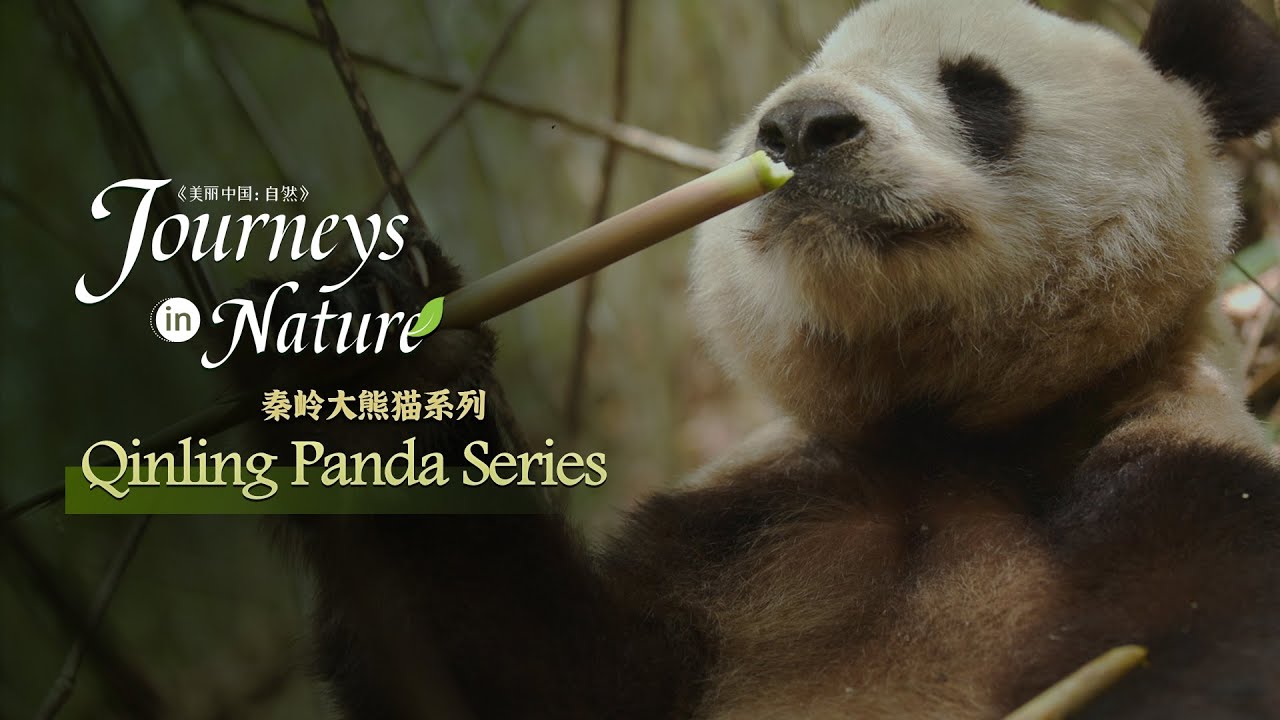 Qinling Panda Series Ep. 1: The 'bamboo cuisine' endorsed by pandas