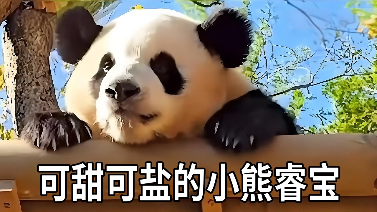 睿宝真是一只可甜可盐的小熊，它可以甜甜的笑，也可以不惧危险保护妹妹～#大熊猫睿宝 #大熊猫辉宝 #大熊猫爱宝 #来这吸熊猫