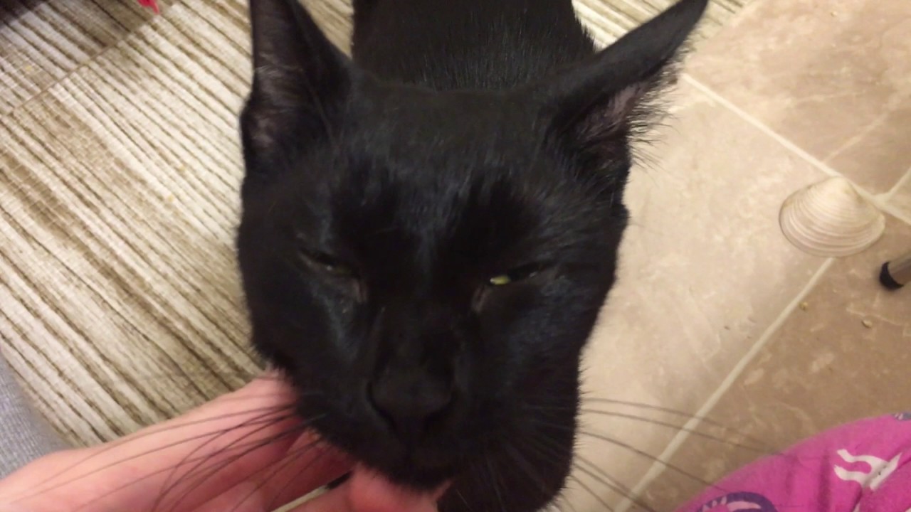 Приёмные котята, 5 с половиной недель! Мама Рейвен хочет всего внимания!