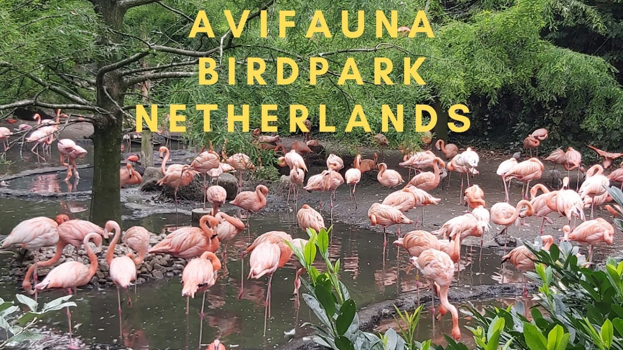 Avifauna bird (vogel) park Netherlands   #avifauna #alphenaandenrijn #birds#netherlands