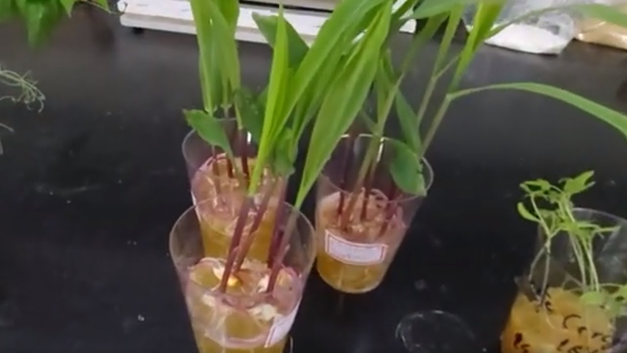 HIDROSILO GERM - THE WORLD'S FIRST PLANTING GEL THAT GERMINATES SEEDS AND ROOTS BRANCHES - HYDROGEL