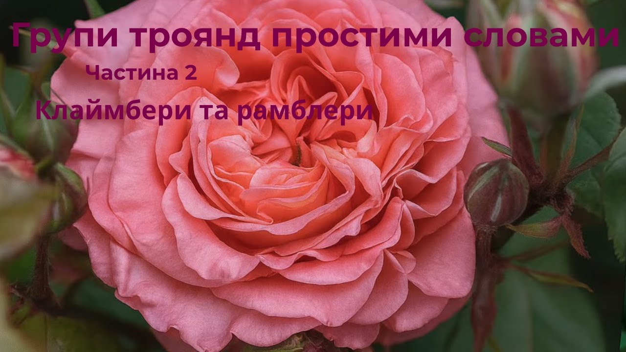 Групи троянд простими словами. Частина 2: клаймбери та рамблери. 07/12/2025