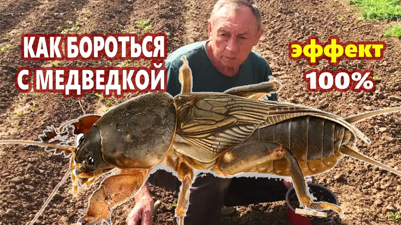 КАК БОРОТЬСЯ С МЕДВЕДКОЙ / Самый эффективный способ борьбы с медведкой в огороде!