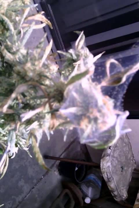 Spider mites infestation on cannabis.