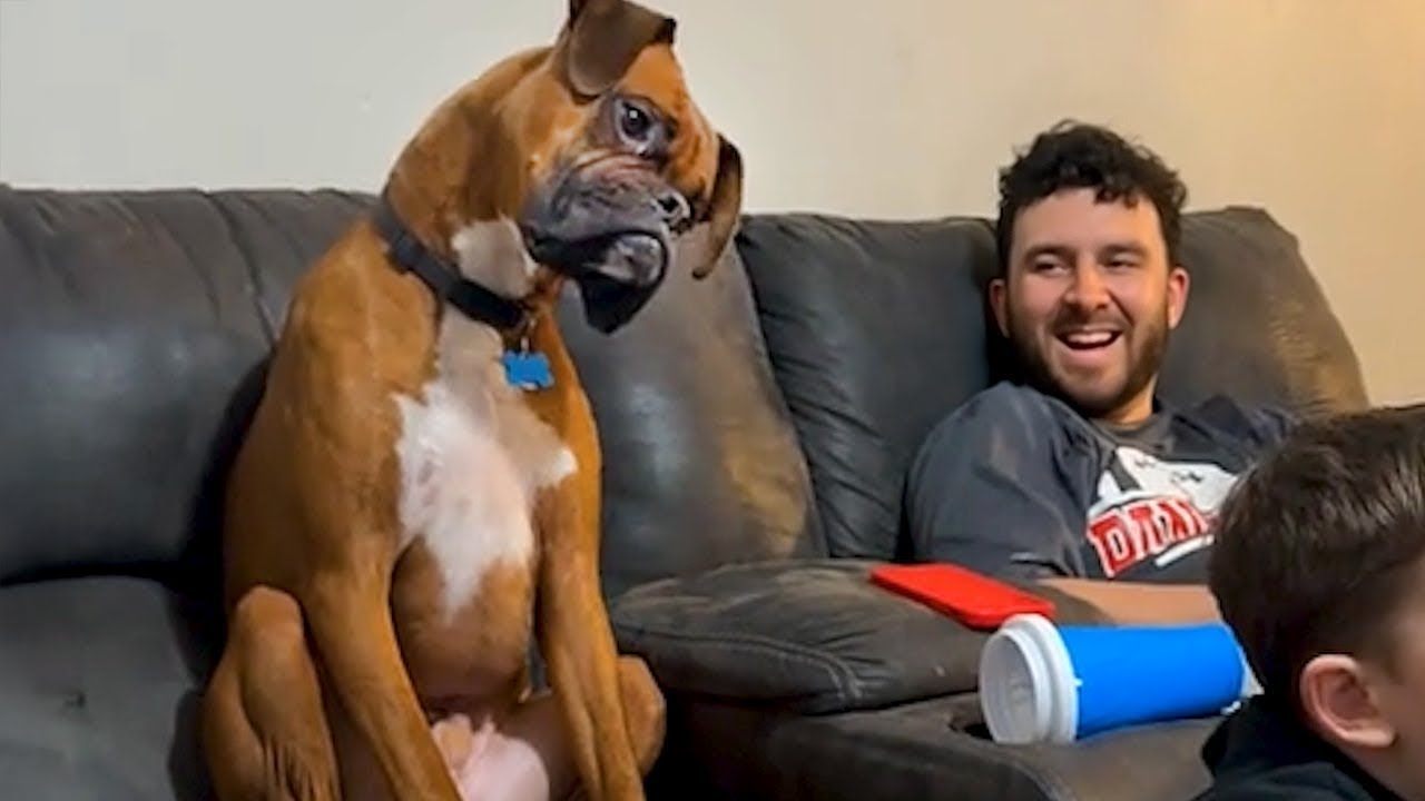 When Dogs Learn From Their Owners a Little Too Well 🐶