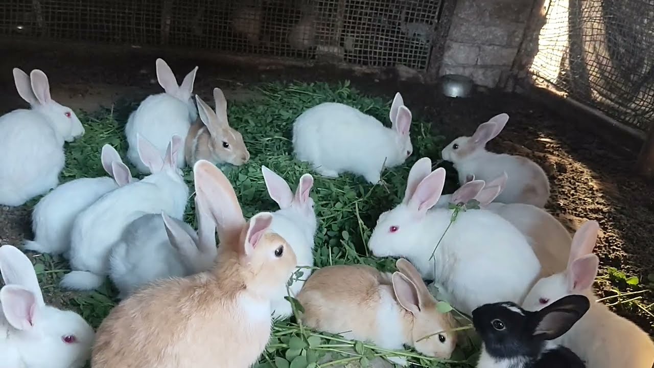 Khargosh gras #viral #bacho #funny #post #cout rabbits wild #animals vlogs Khargosh #viral #farming 