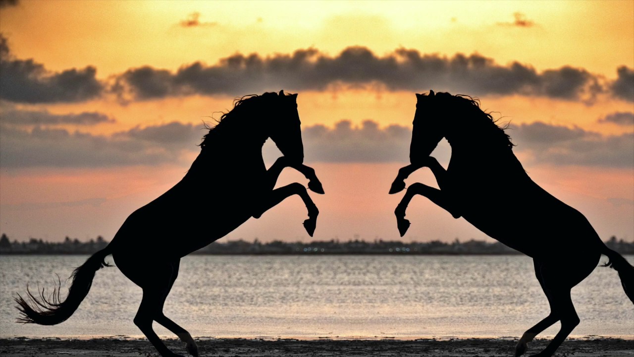 Djerban Stallions playing and free run