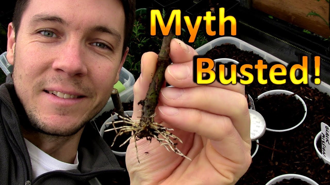 Rooting Fig Cuttings is so Easy | Propagating 1 Fig Cutting in a Dry House with no Cover