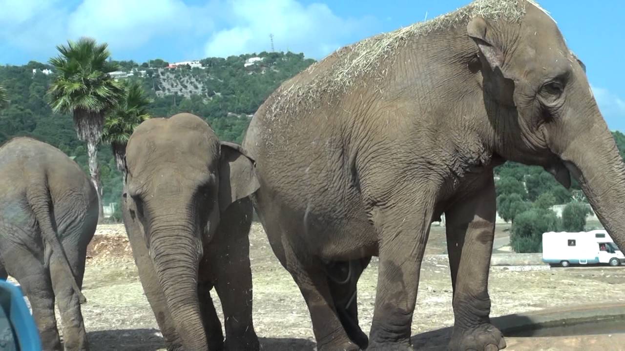 ZOOSAFARI FASANO 2016