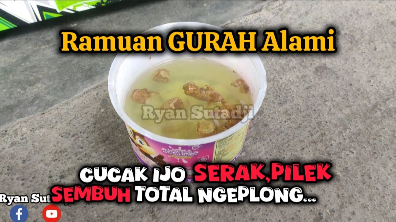 Cara GURAH ALAMI Cucak Ijo Serak Pilek SEMBUH