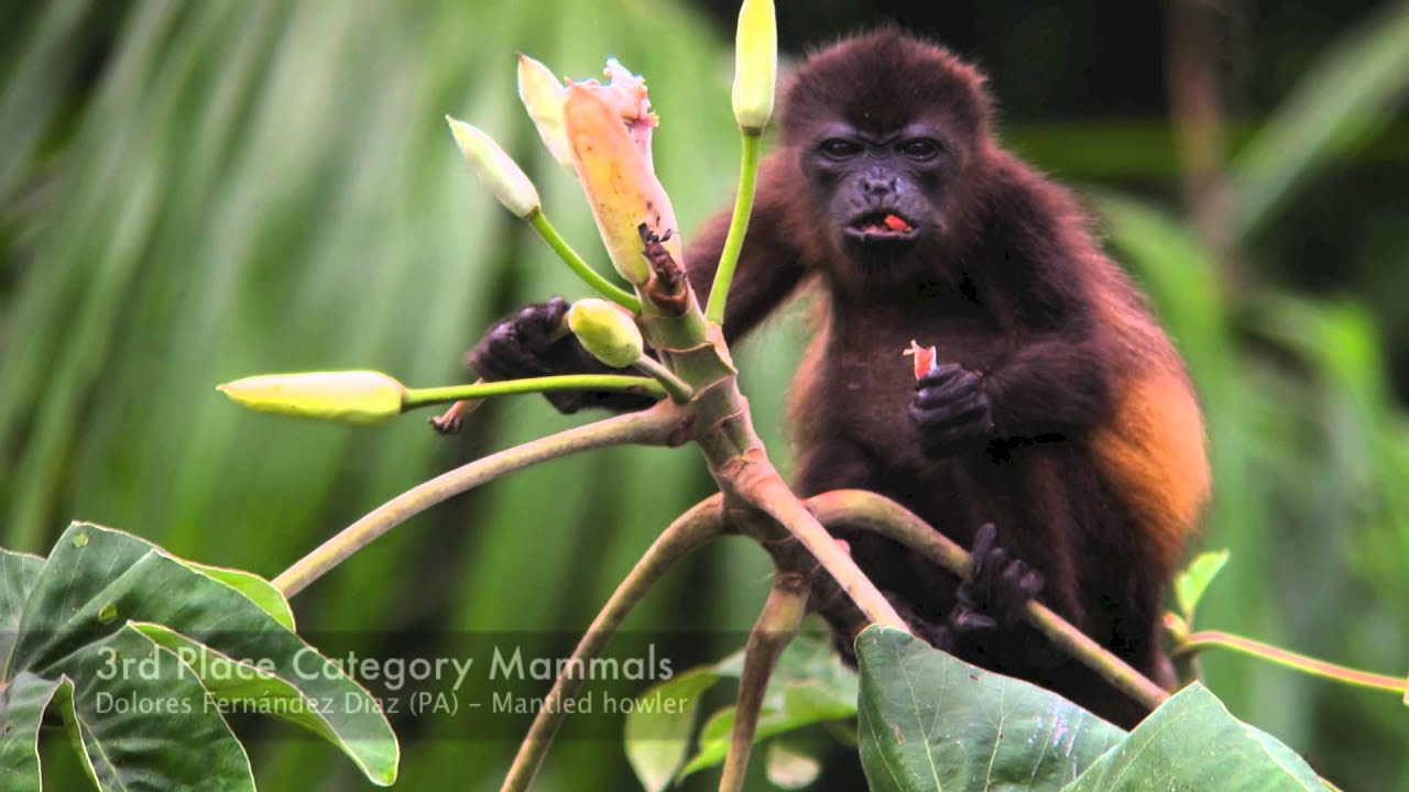 Digiscoper of the Year 2013: the winners - SWAROVSKI OPTIK