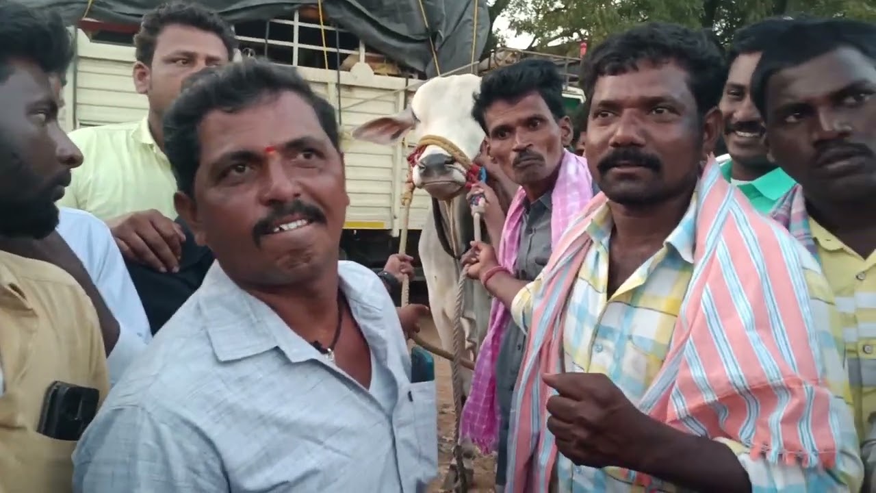 ongole bulls