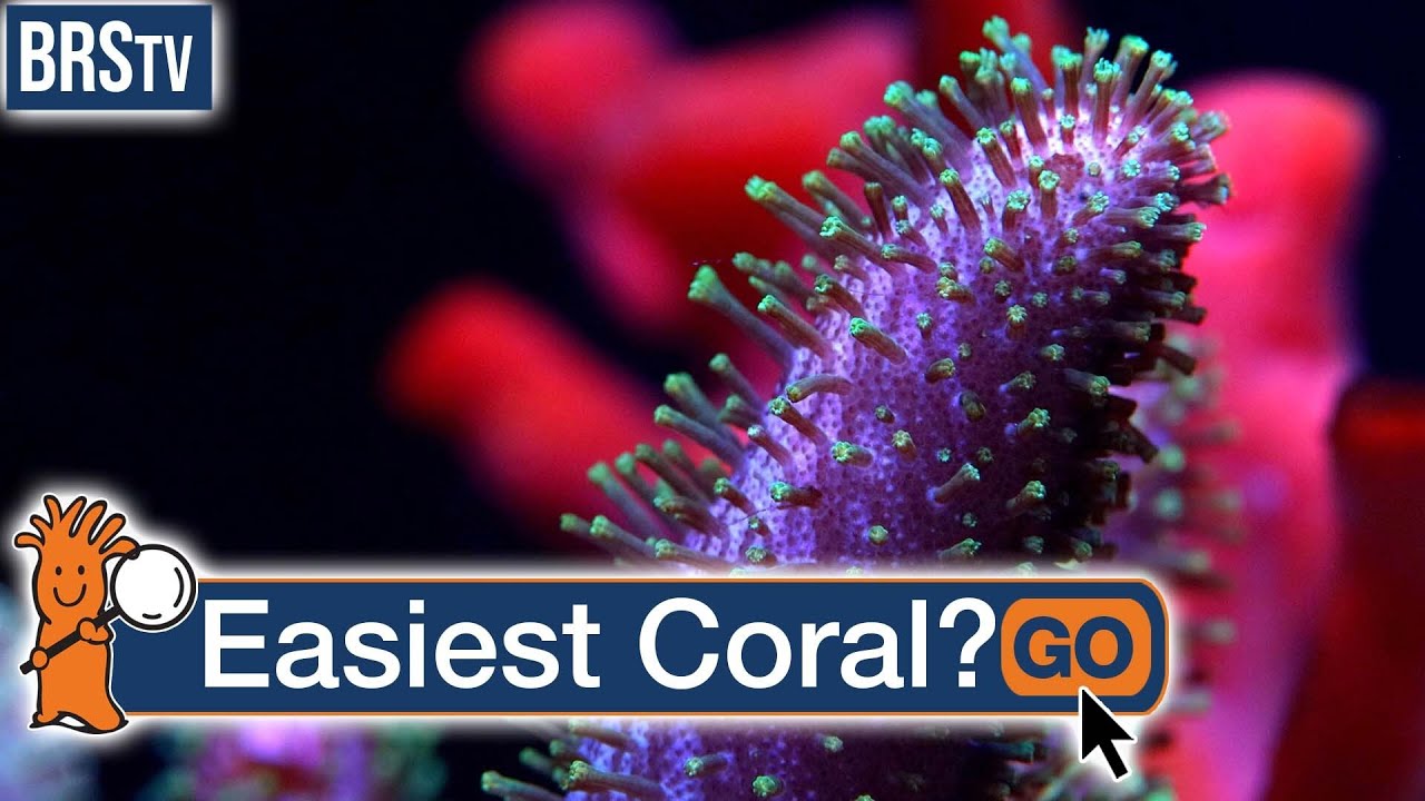 Are Soft Corals GOOD for Beginners?