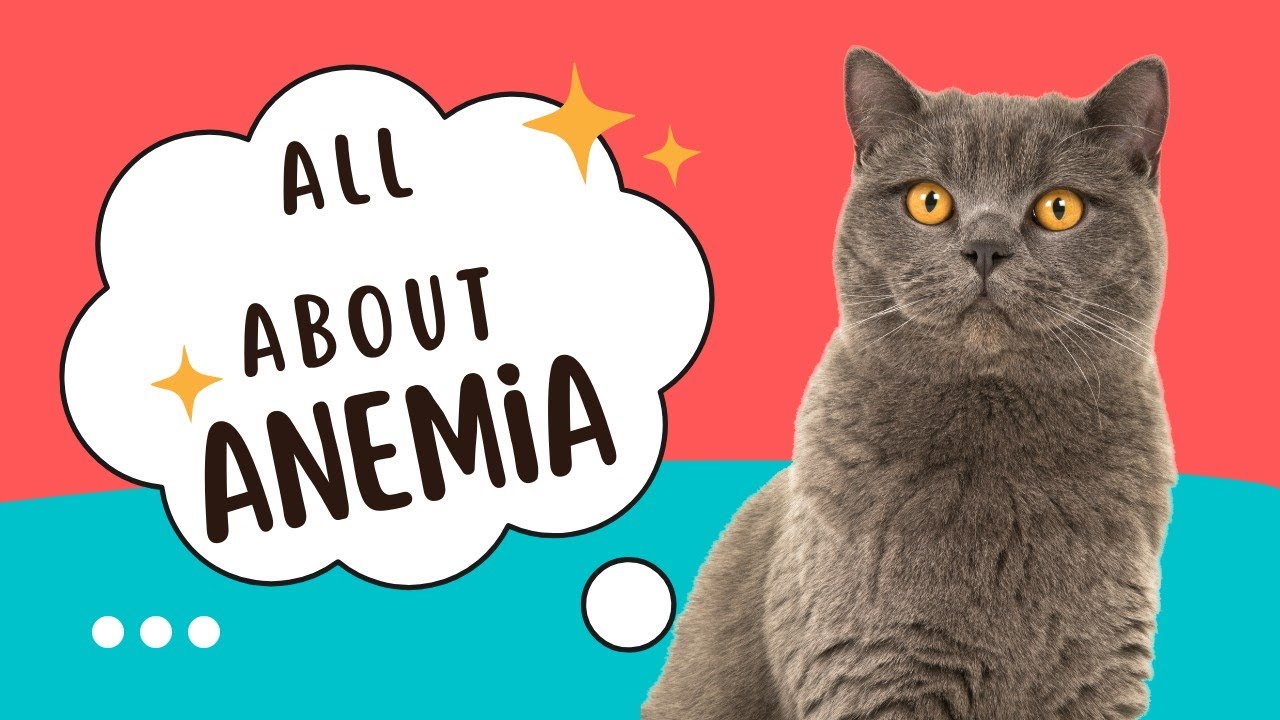 Anemia in Cats: Types - Signs - Diagnosis || Animalia Dot Pk