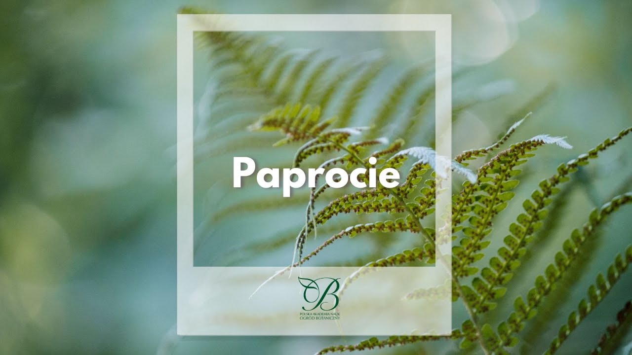 Paprocie ✿ PAN Ogród