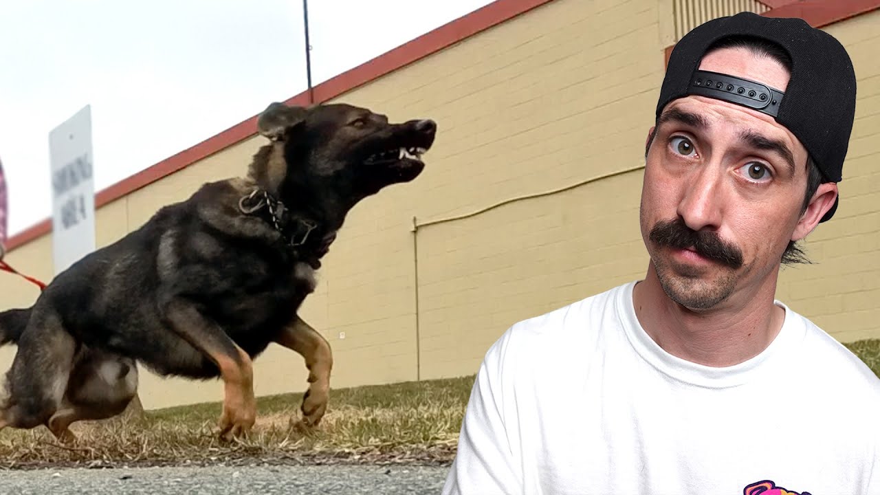 The Real Reason Your Aggressive Dog ISN'T Improving