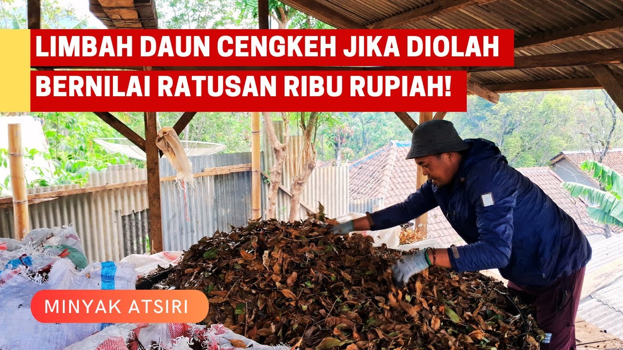 MERAUP UNTUNG DARI DAUN CENGKEH | MINYAK ATSIRI METODE DISTILASI UAP