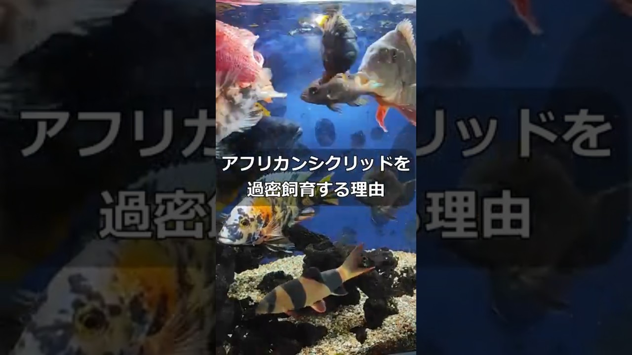 アフリカンシクリッドを過密飼育する理由とテクニックを紹介します #アクアリウム #熱帯魚 #アフシク #シクリッド #混泳 #縄張り