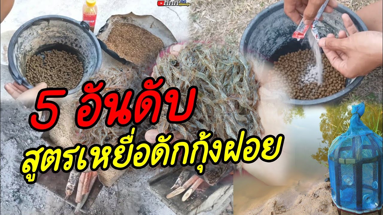 5 อันดับสูตรเหยื่อดักกุ้งที่ดีที่สุด หอมนาน หอมไกล กุ้งเข้าเยอะเป็น3-4กิโล
