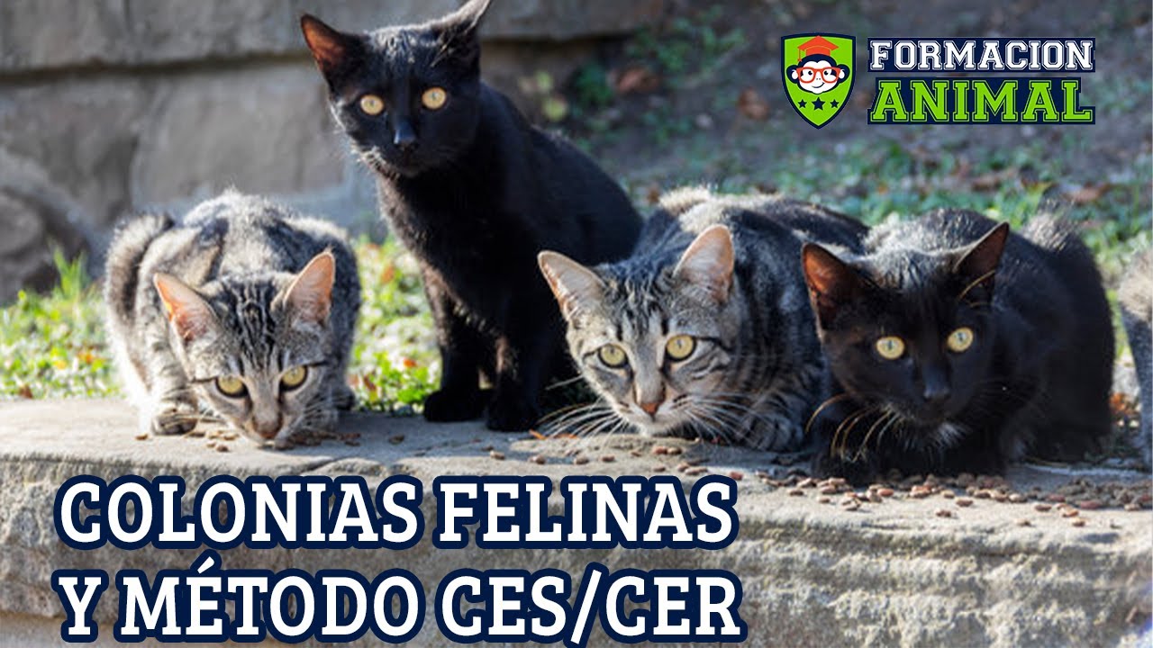 ¿Cómo gestionar una colonia felina? ¿Qué es el método CES/CER? | Formación Animal