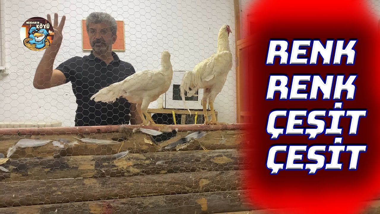 Mezatta Horoz Şöleni