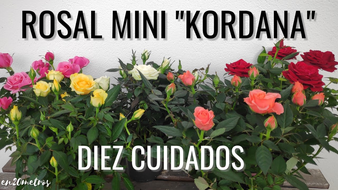 DIEZ CUIDADOS PARA ROSALES MINI 