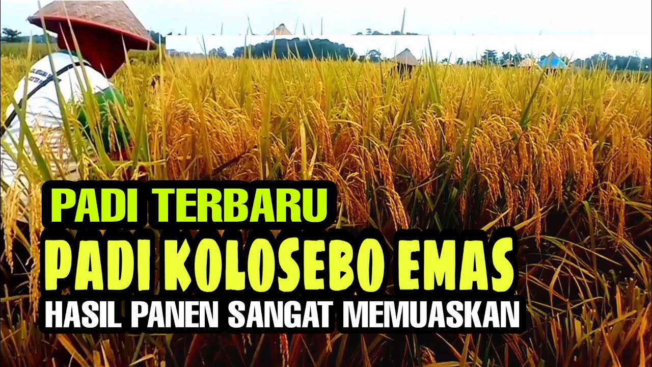 PANEN PADI KOLOSEBO EMAS PADI TERBARU DENGAN HASIL YANG MEMUASKAN