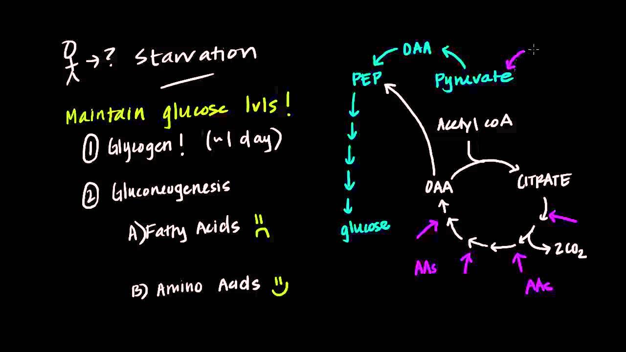 How does the body adapt to starvation