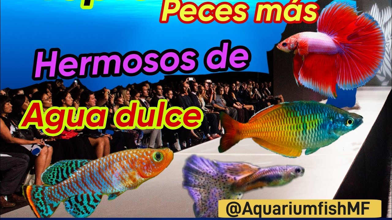 Top10 los peces más bonitos de agua dulce