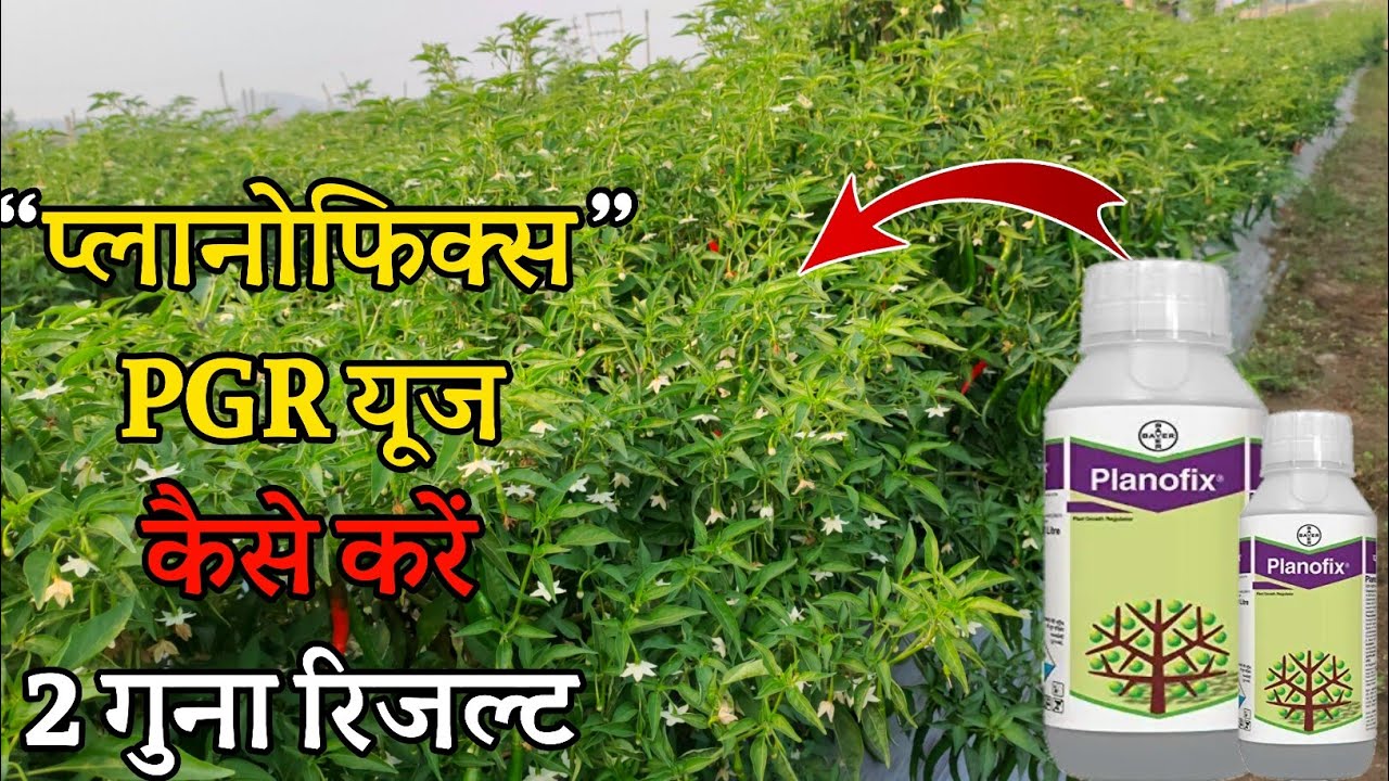 Bayer Planofix | N.A.A | Planofix Hindi | Plant growth regulator | advance agriculture