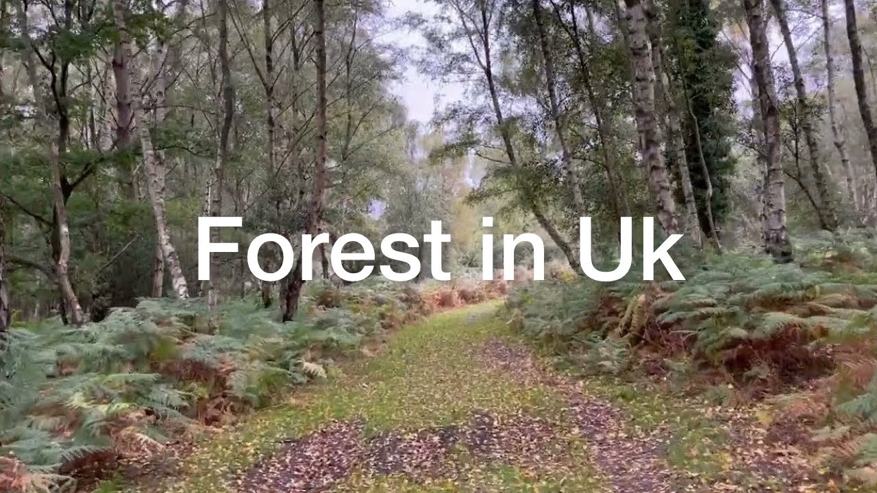 Forest Tour In Uk | Peaceful Forest Walk in the UK | Nature | Wildlife & Relaxation