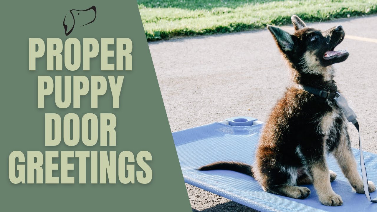 Proper Puppy Door Greetings | PUPPY Dog Training