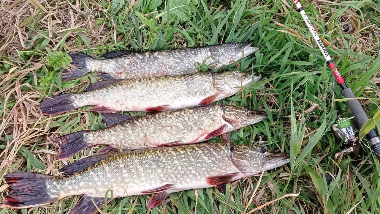 Щука сплав река Днепр