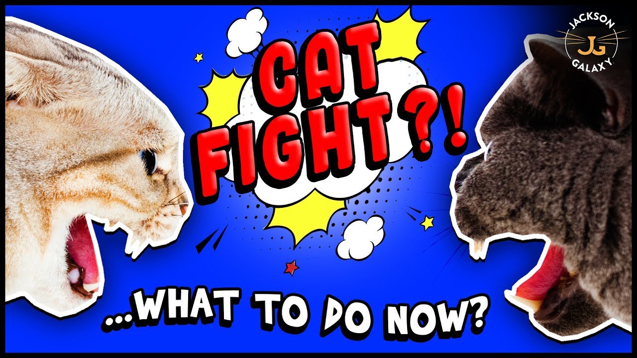 How to Deal with Cat Fights