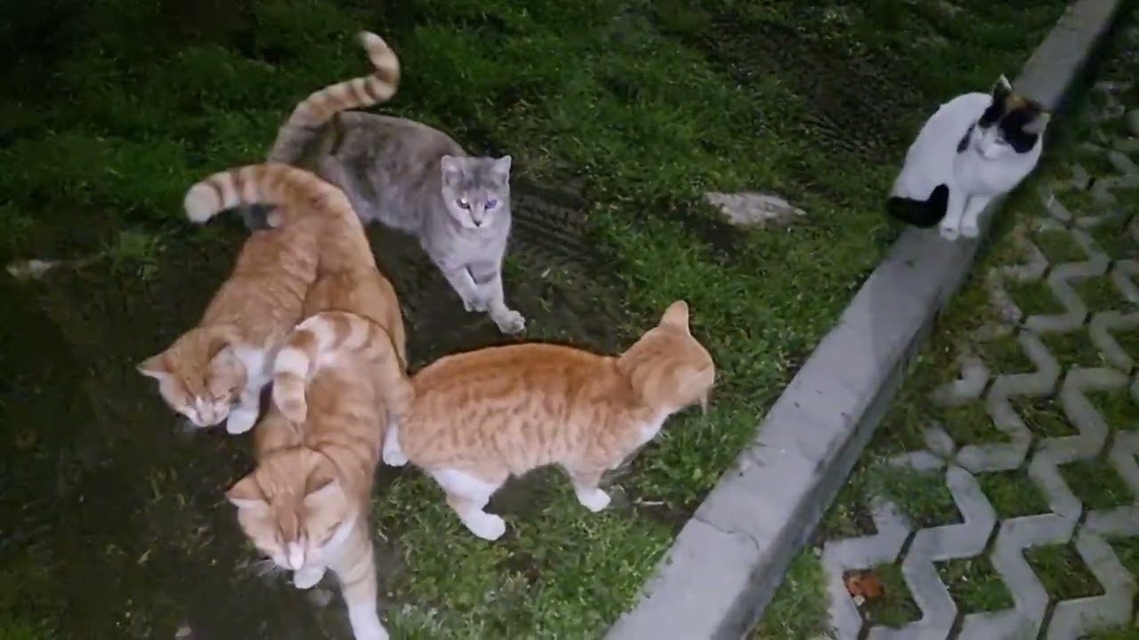 Feeding street cats