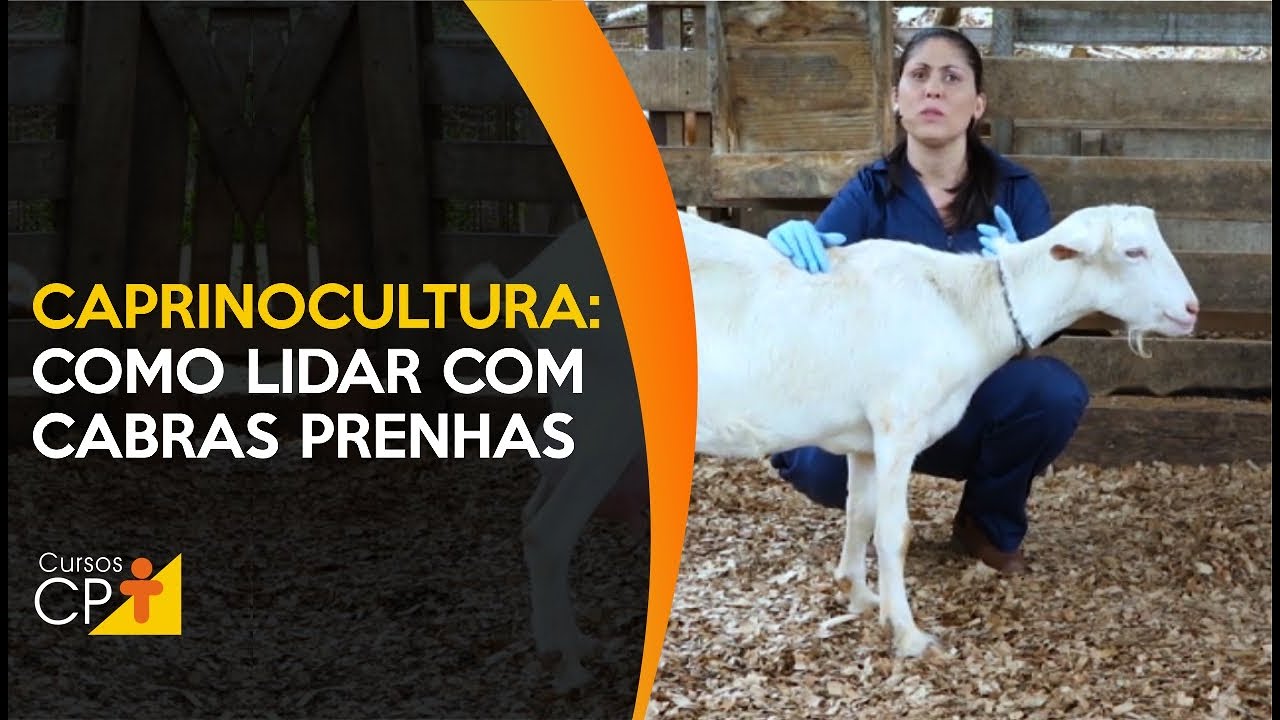Principais cuidados necess&aacute;rios para um correto manejo de cabras prenhes l Cursos CPT