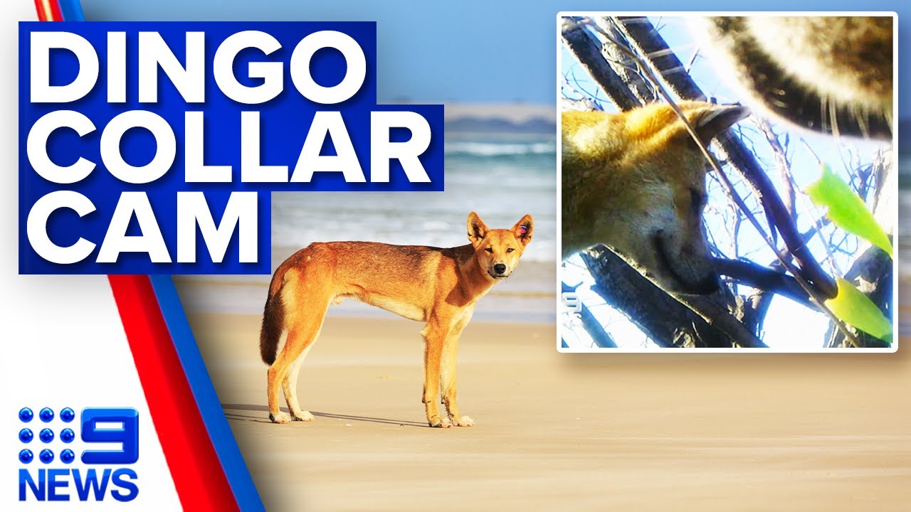 Camera collar tested to prevent dingo attacks on Fraser Island | 9 News Australia