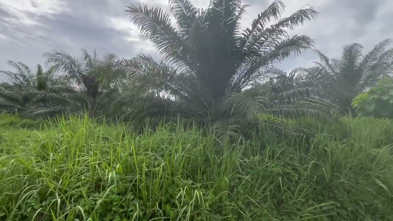 17 Rai and a half Palm Plantation Land, Ideal for House, Villa, or Agriculture