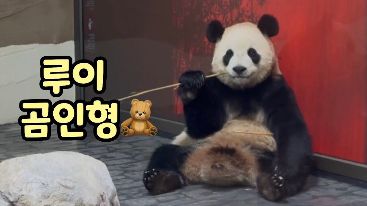 곰인형 자세의 정석🤭🧸