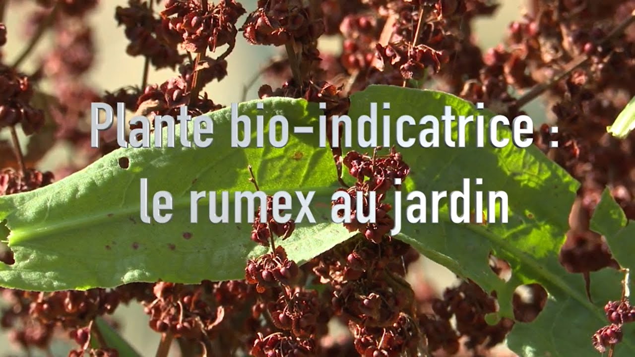 Le rumex, une plante indicatrice d’un sol compacté