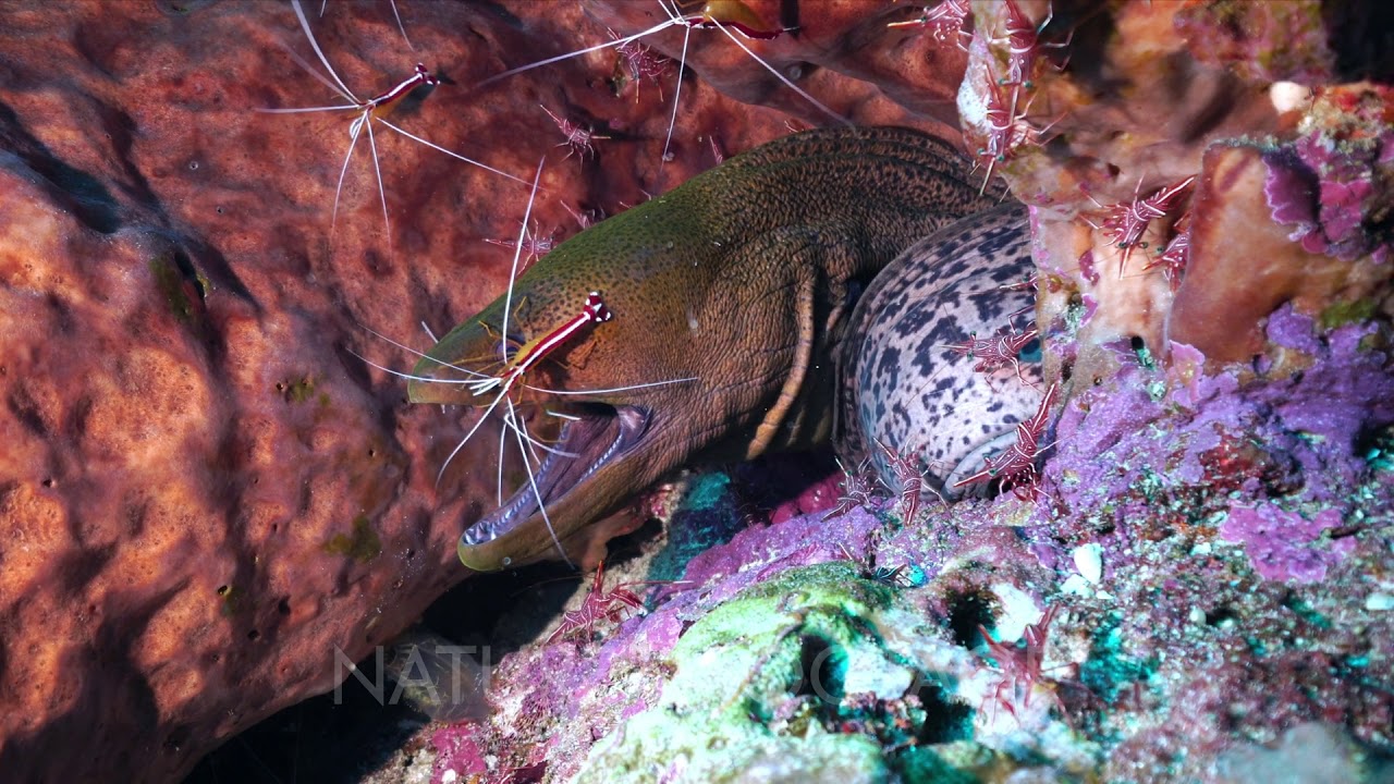 Amazing symbiosis between moray eel and cleaner shrimp