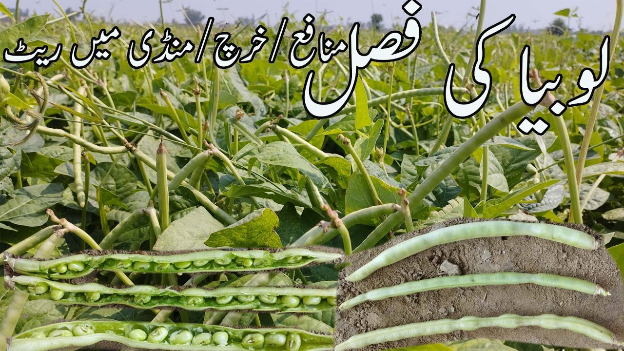 Lobia لوبیا, beans crop farming cultivation and profits, How to grow and care Lobia beans