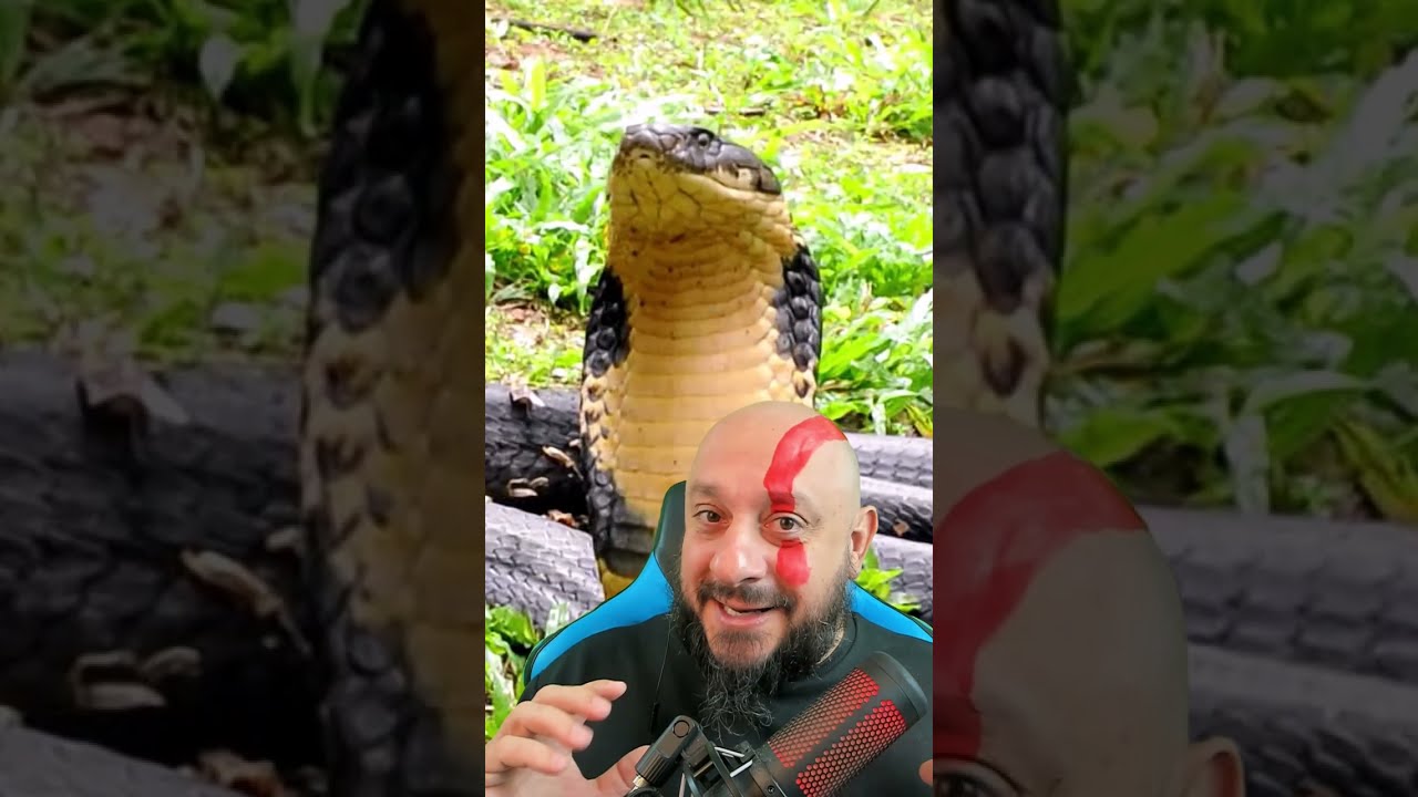 Cobra rei, 10 curiosidades sobre a maior cobra peçonhenta do mundo