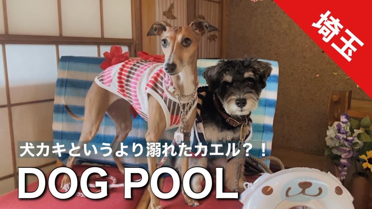 【埼玉】ドッグラン/ドッグプール/ドッグカフェ 全部が楽しすぎた愛犬の1日