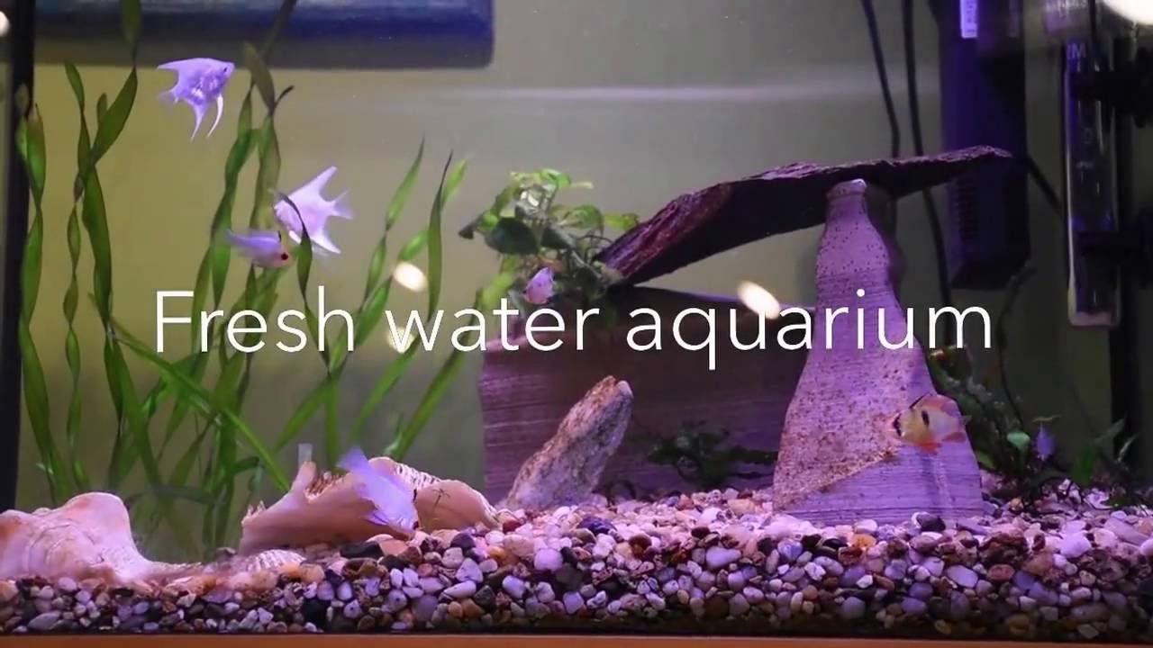 50 litres fresh water aquarium