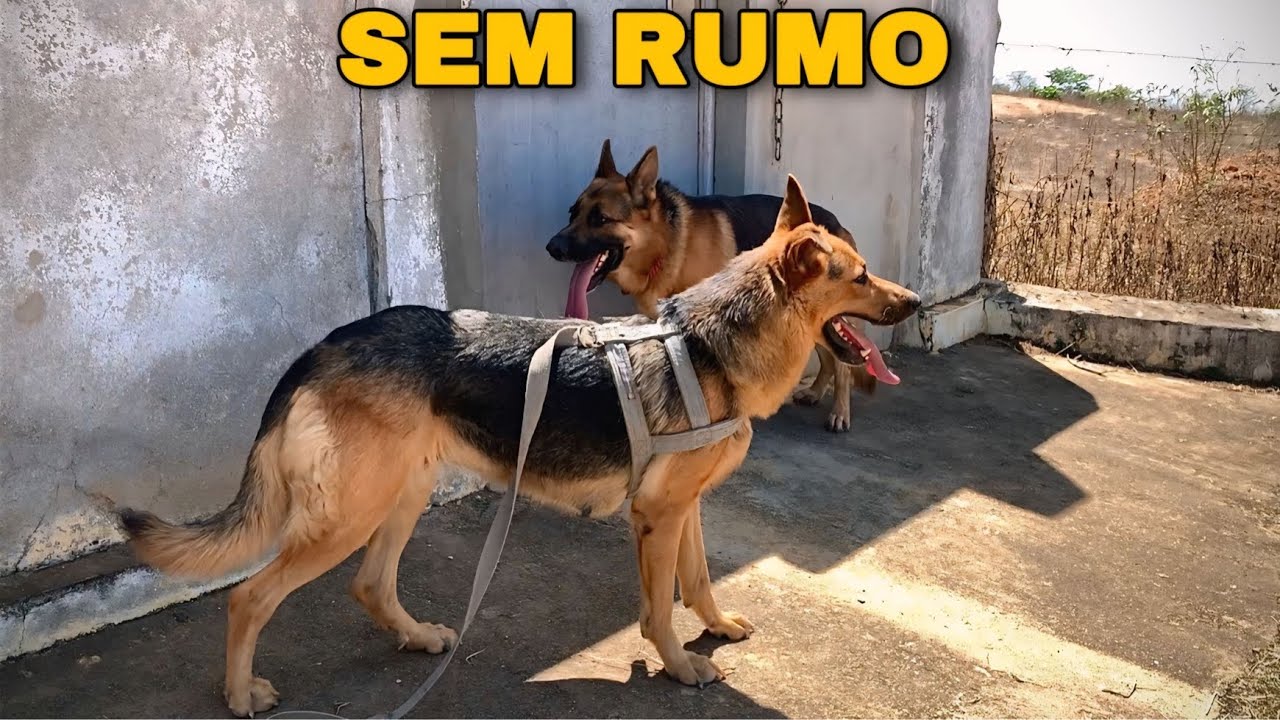 Por Que Tivemos Que Sair com os Pastores Alemães? 😱 Veja isso…