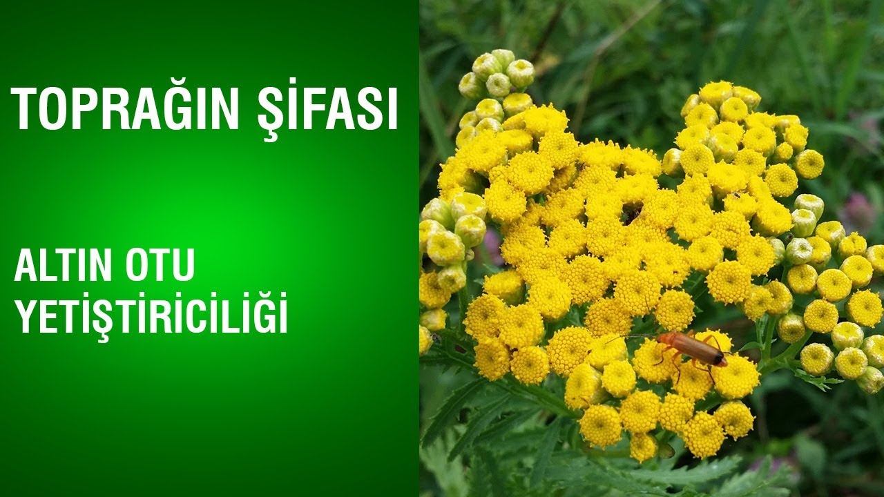Toprağın Şifası - Altın Otu Şifası ve Yetiştiriciliği